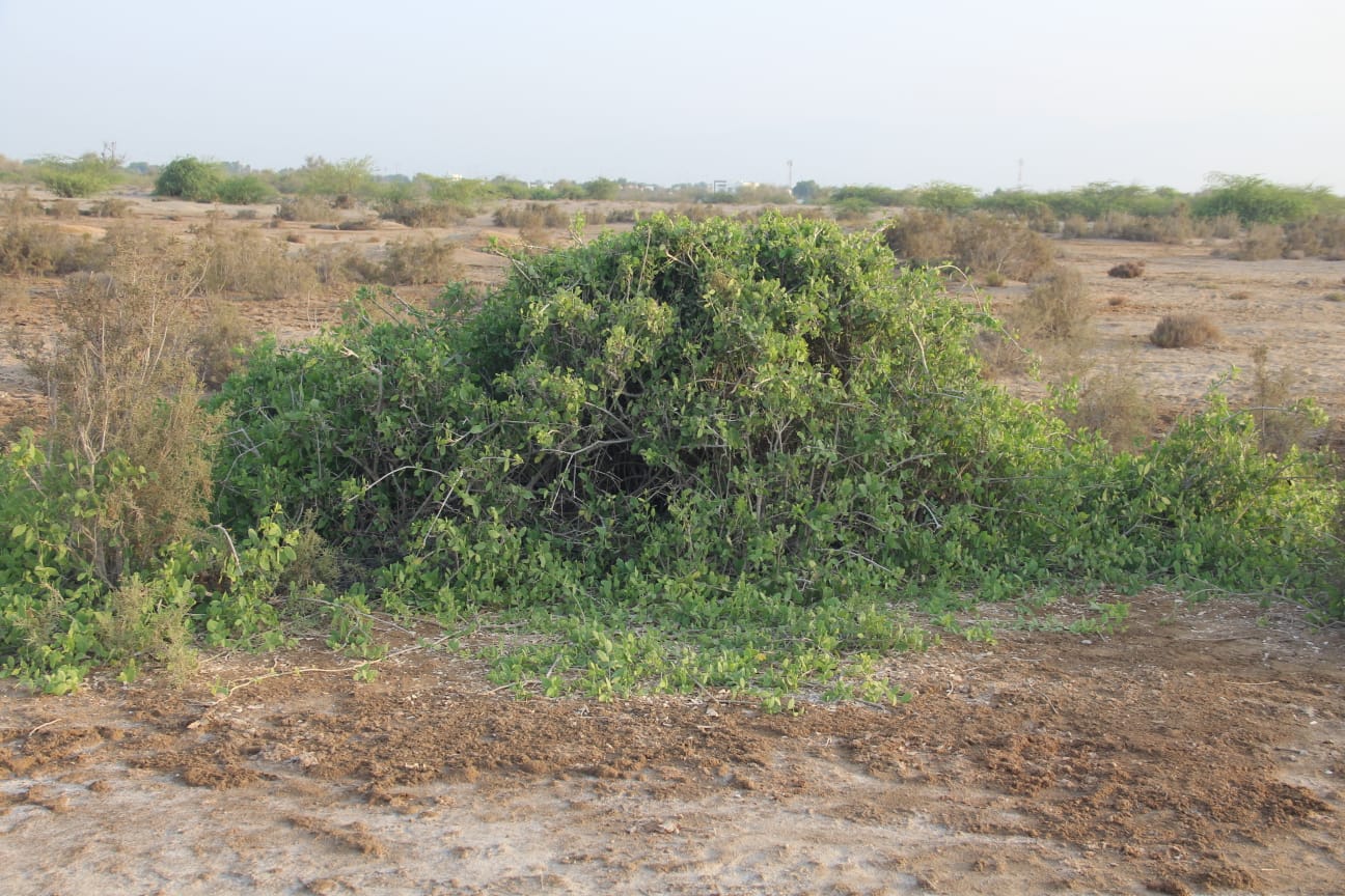 تعرف على الشجرة التي تُسمّى ثمارها “الكباث”