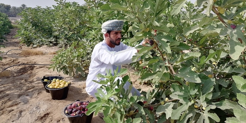 مواطن ينجح في إنتاج التين بكميات تجارية