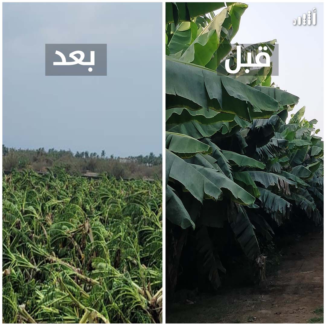 بالصور: “شاهين” يمحو مشروع مواطن حقق مردودًا جيدًا بزراعة أصناف عالمية من الموز