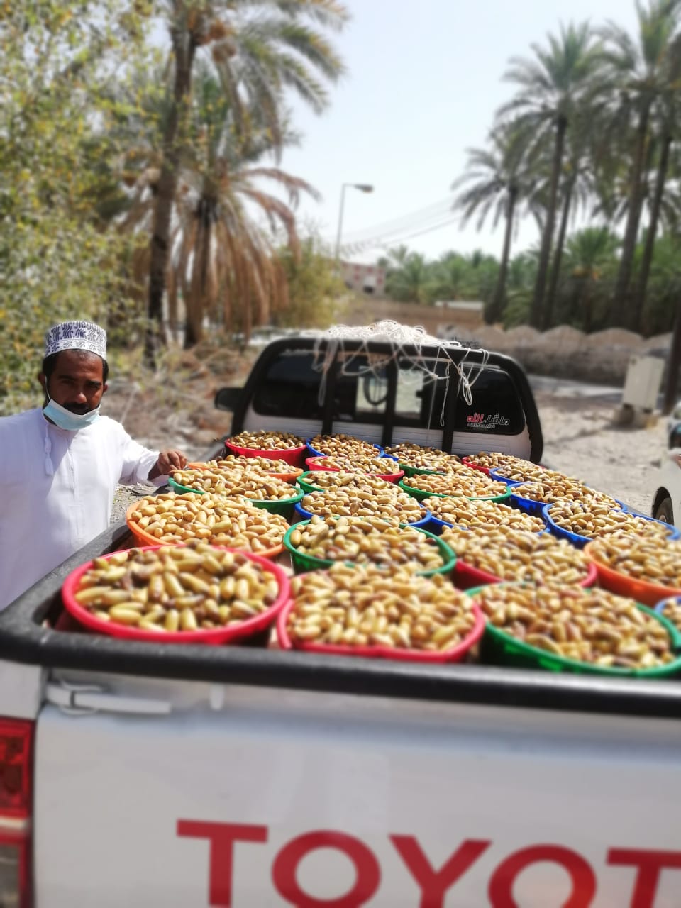 بيع كميات كبيرة من الرطب في “عرصة” وادي المعاول