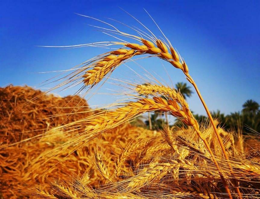 بدء حصاد القمح في 14 مزرعة