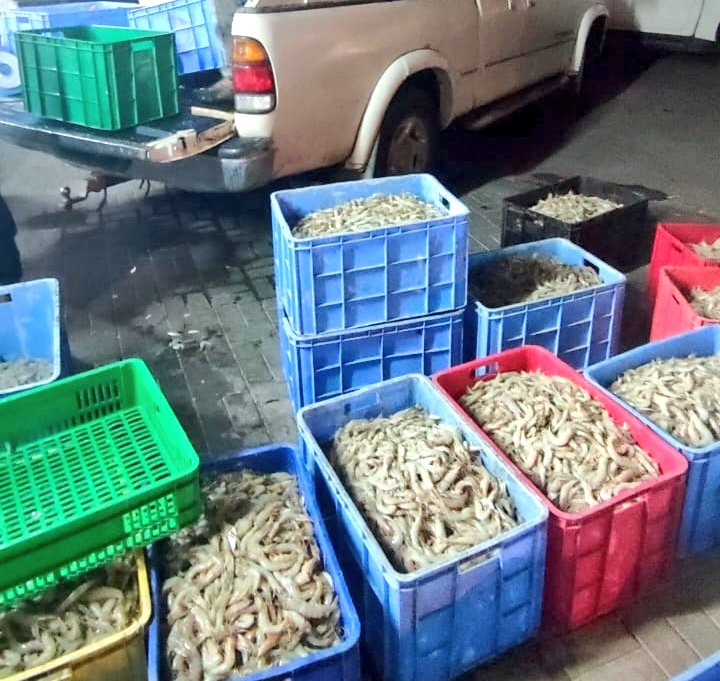 ضبط بائعي روبيان؛ فما العقوبة التي تنتظرهم؟