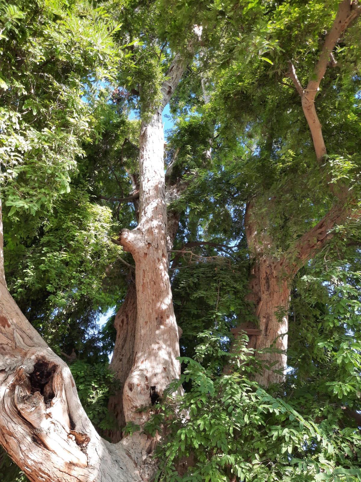 تُستخدم بذورها في علاج الكسور وبوصفار: ماذا تعرف عن شجرة “الصَبور”؟