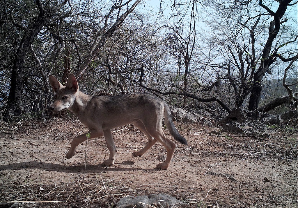 بالصور: دراسة جديدة تؤكد وجود النمر العربي في السلطنة