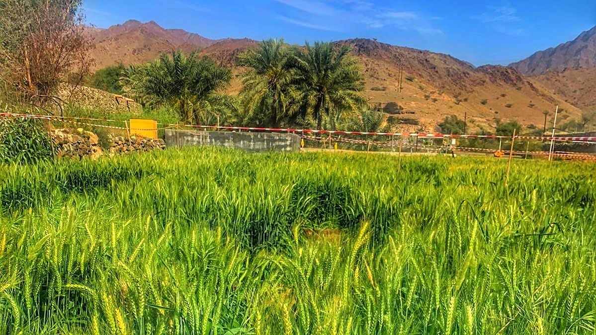 القمح يُزرَع في 5 مواقع مختلفة بشناص