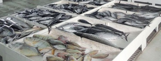 خطة لزيادة الإنتاج السمكي إلى 34ر1 مليون طن