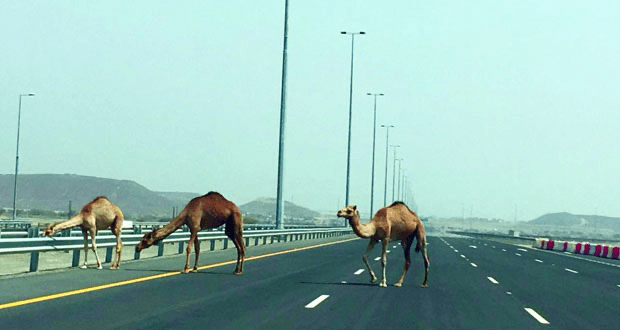 بلدية الظاهرة تبحث عن متعاقدين للقبض على الحيوانات السائبة