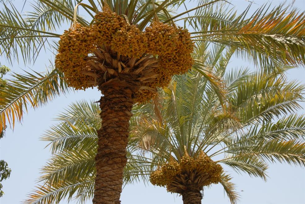 كل عام: بشائر القيظ تُبكِّر في دماء والطائيين
