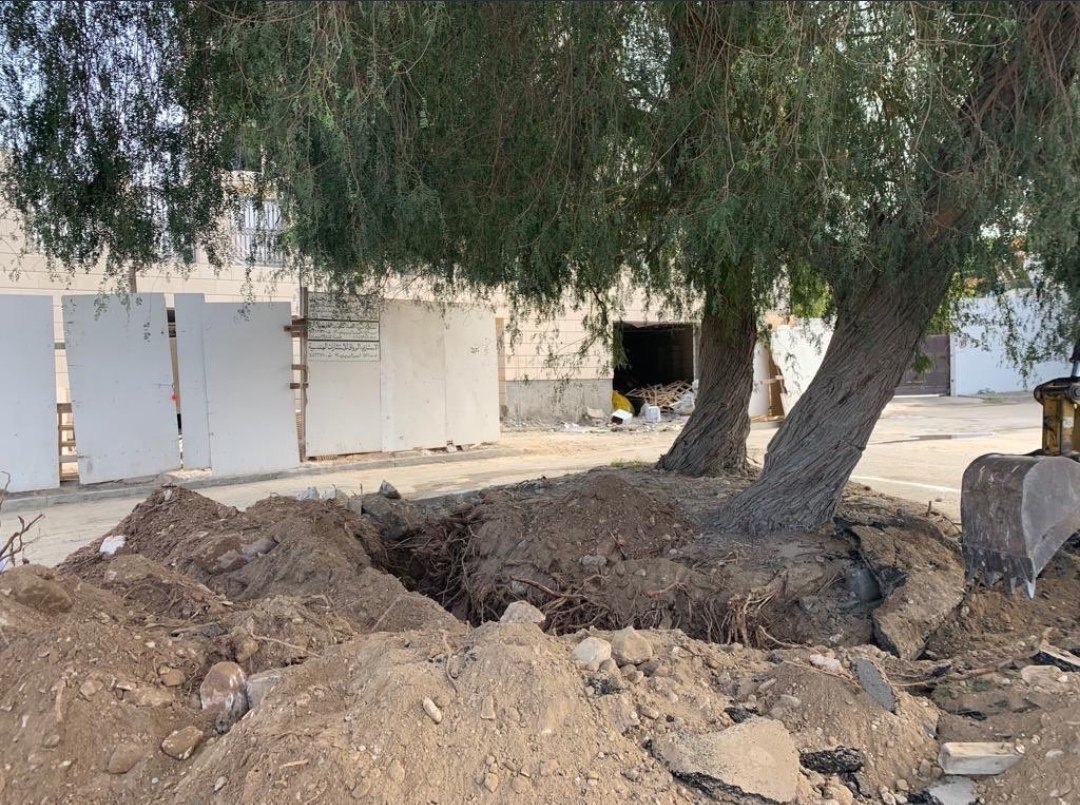 البيئة تتفاعل وتوقف تجربة لنقل شجرتين