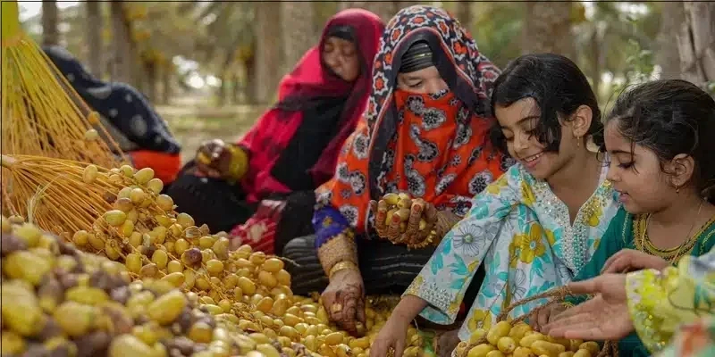 التبسيل في جعلان بني بو حسن: تقليد سنوي يساهم في تنمية الثروة الزراعية