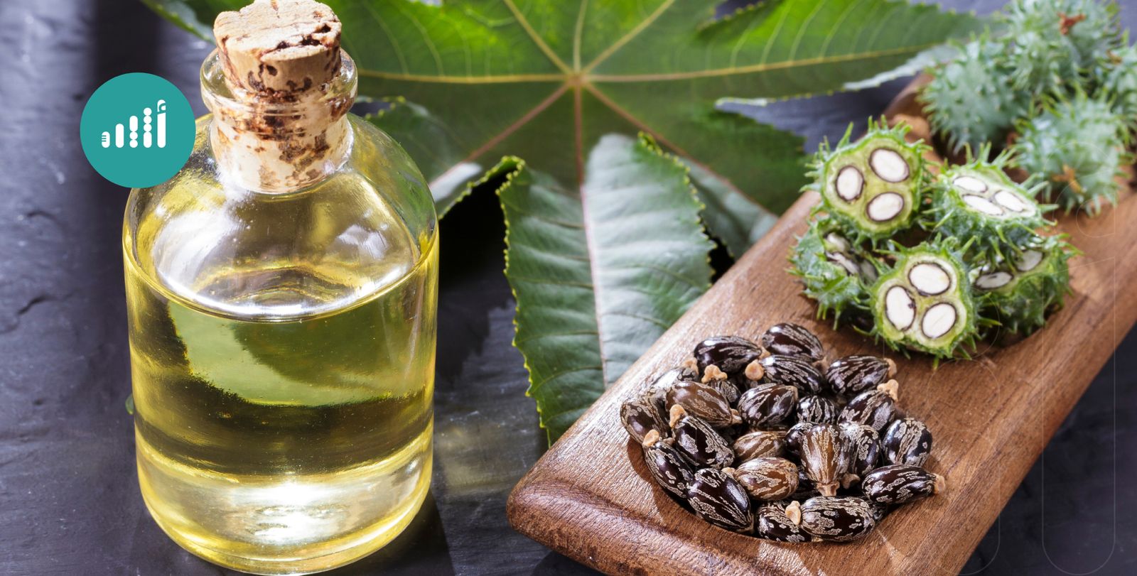 زيت الخروع: ثروة محلية تحمل فوائد صناعية وطبية
