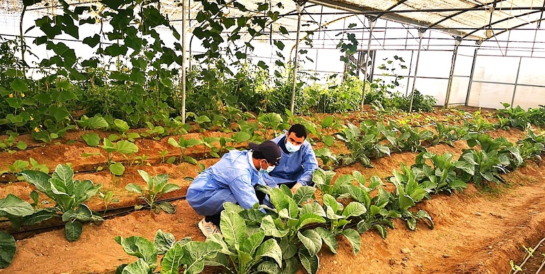 يديرها طلبة من ذوي الإعاقة: محمية تنتج خضارًا وفواكه