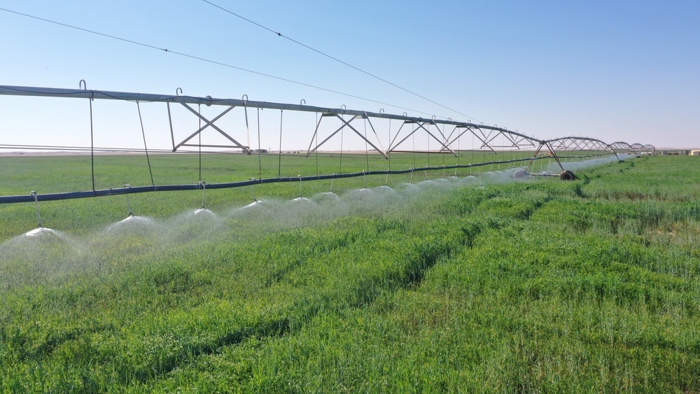 أرقام توضح حجم محصول القمح العماني