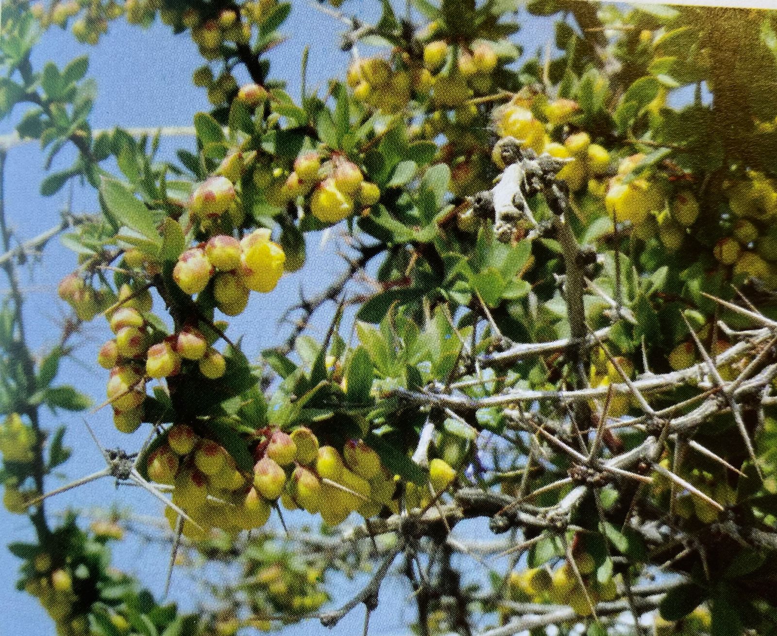 “المحلب” استخلصت منه المرأة العمانية مستحضرات تجميلية طبيعية