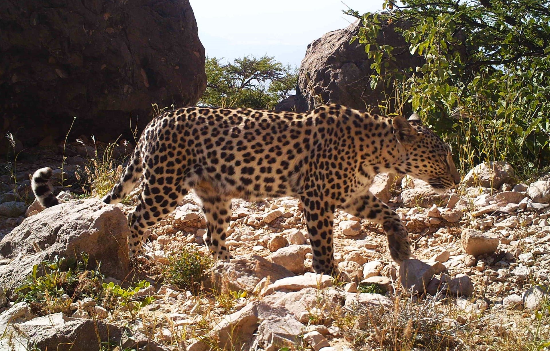 من التطوع إلى القيادة: العُماني الذي اهتم بصون النمر العربي منذ أكثر من 20 عامًا
