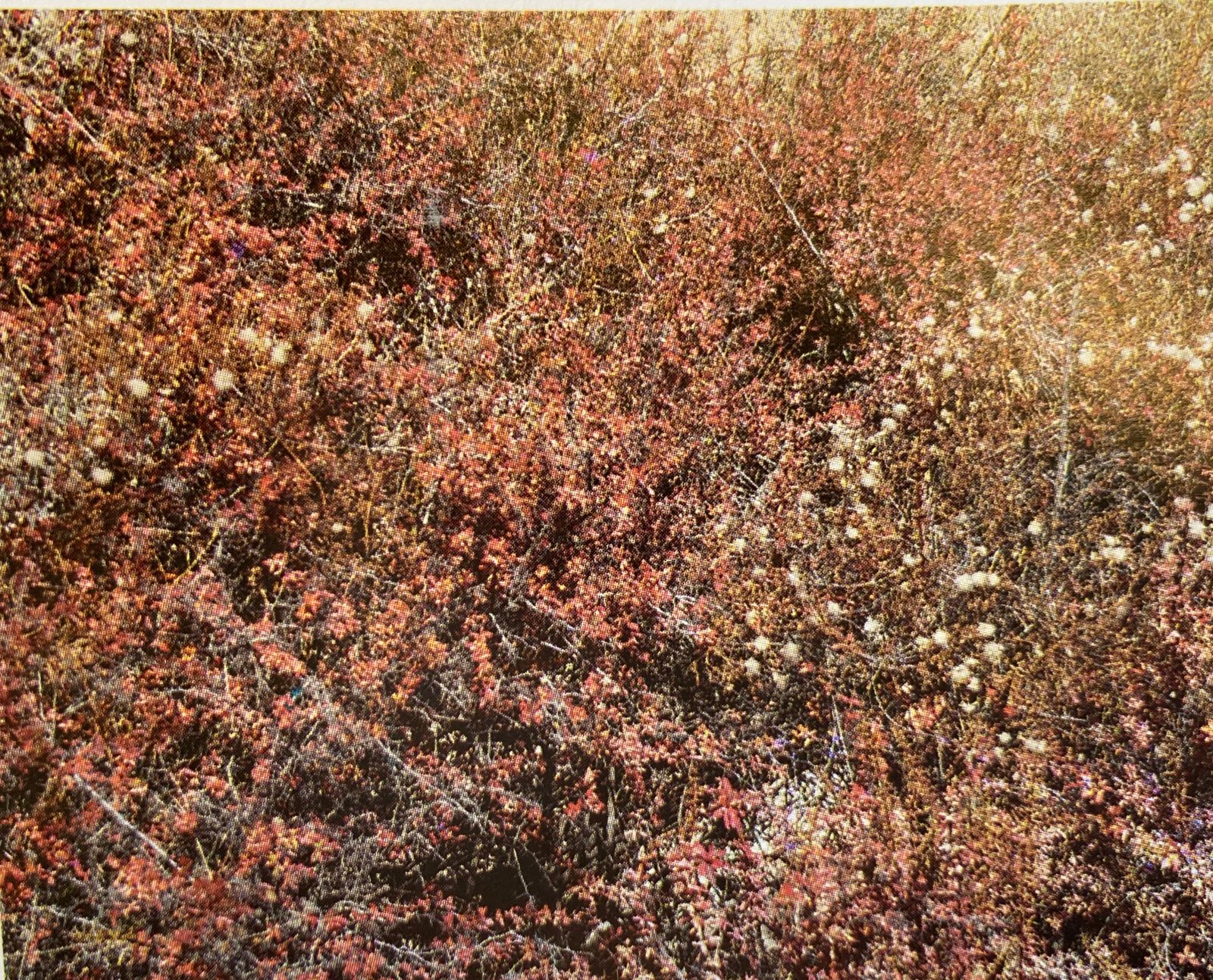 “المحلب” استخلصت منه المرأة العمانية مستحضرات تجميلية طبيعية