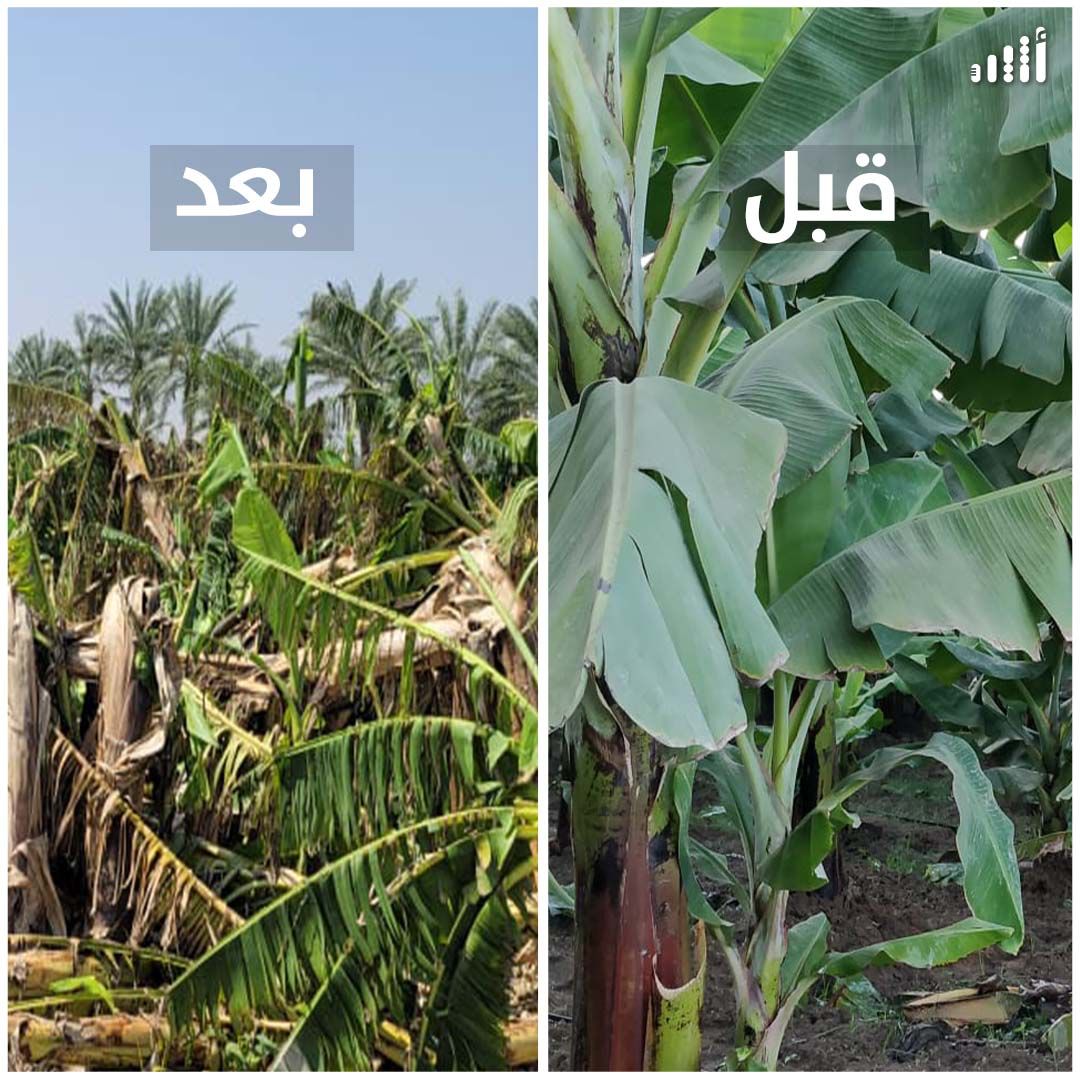 بالصور: “شاهين” يمحو مشروع مواطن حقق مردودًا جيدًا بزراعة أصناف عالمية من الموز