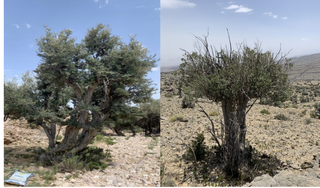 دراسة ميدانية لباحثة عمانية تكشف “تهديدات” على الزيتون البري العماني