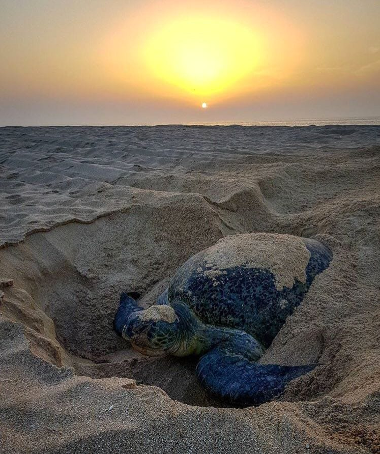 الكشف عن عدد زوار محمية السلاحف العُمانية