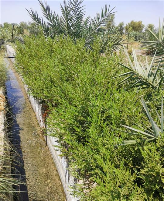 “المتك” شجرة تُستخدم لعلاج بعض الأمراض