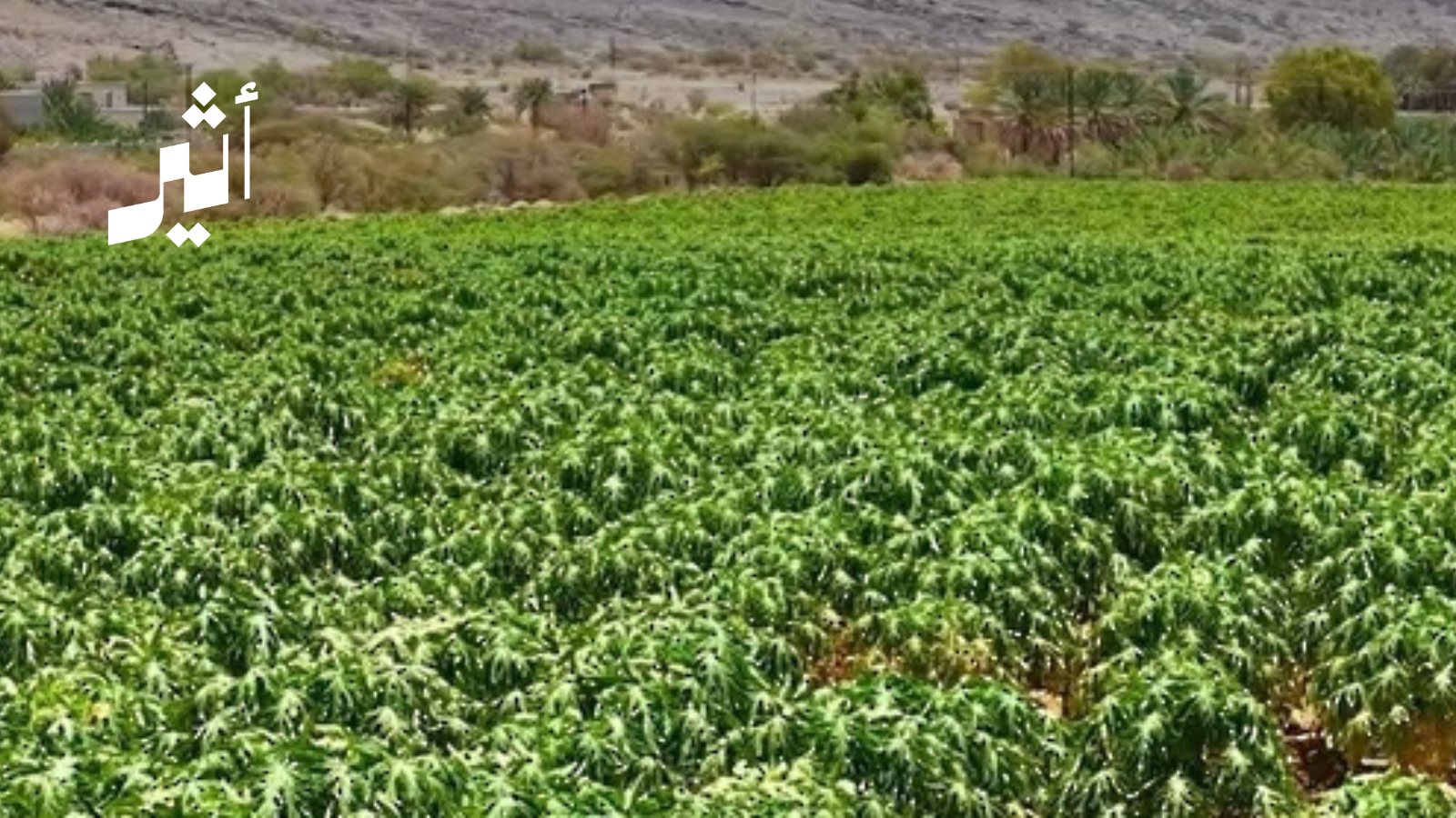 بمقوّمات طبيعية وظّفها أحد أبناء المحافظة: مشروع في الداخلية ينتج أطنانًا من ”الفيفاي“