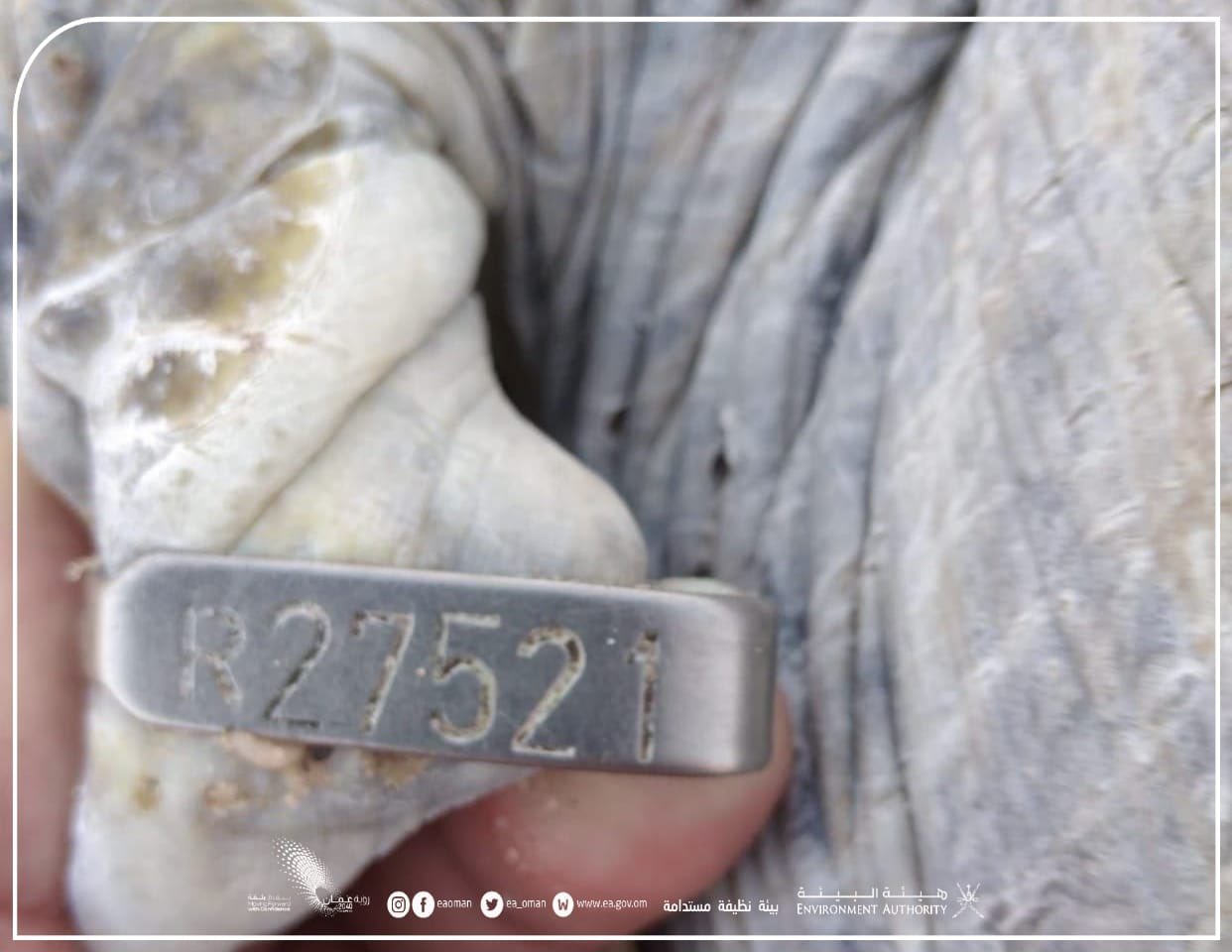 سلحفاة تعود إلى سلطنة عمان بعد 31 عامًا