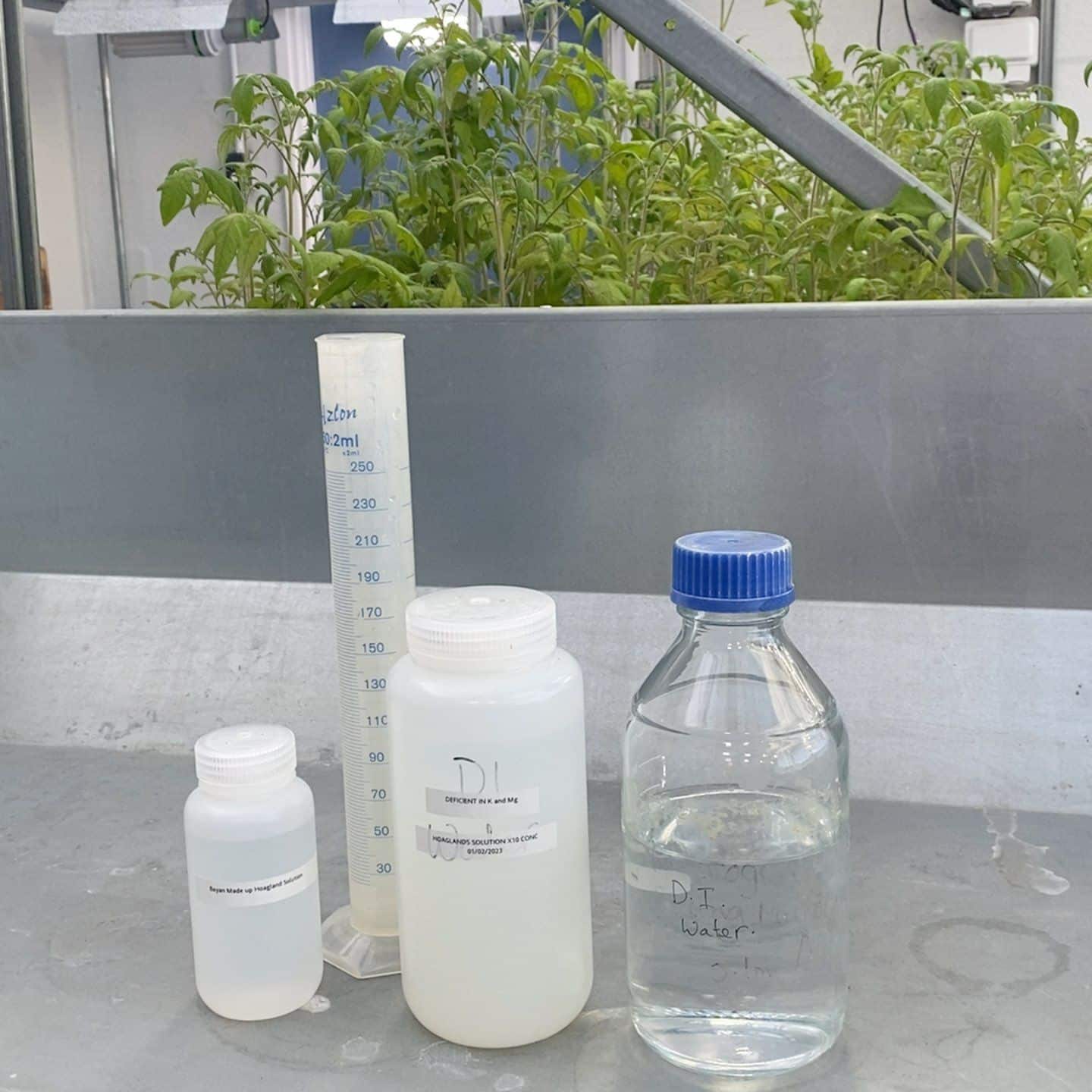 في بريطانيا: طالبة عمانية تنجح في استخدام الغبار الصخري لإنتاج الغذاء من النباتات