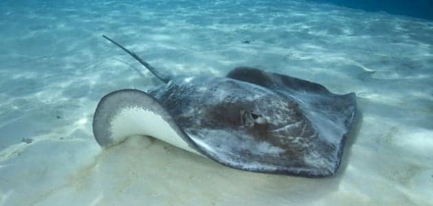 كنز بحري اسمه “سمك الطباق”؛ فهل جرّبت طعمه؟