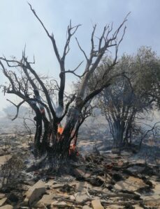 حريق في الحمراء والجهود متواصلة لاحتوائه