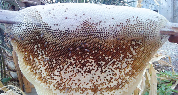 باحث فلكي: موجة برد قارسة ستجتاح سلطنة عمان