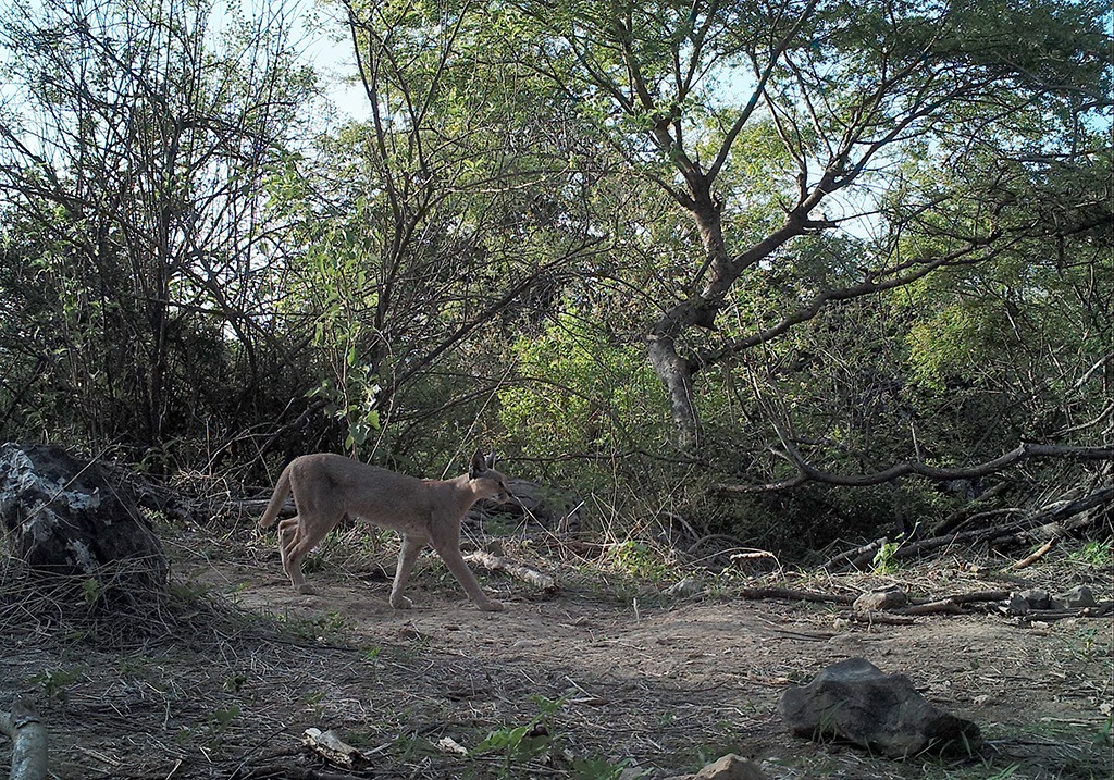 بالصور: دراسة جديدة تؤكد وجود النمر العربي في السلطنة