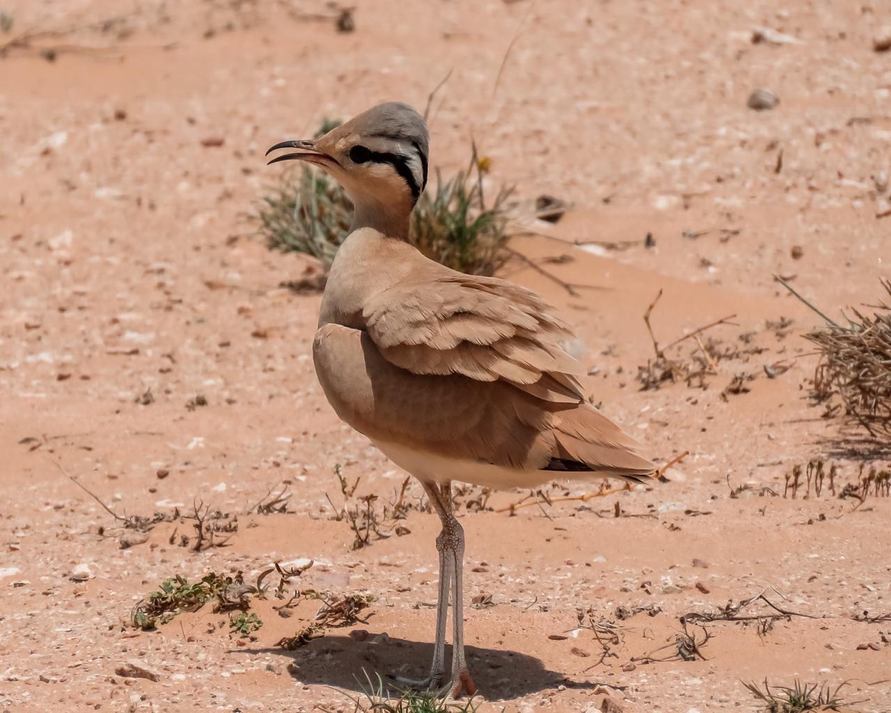 بالصور: تعرف على طائر الكراون العسلي