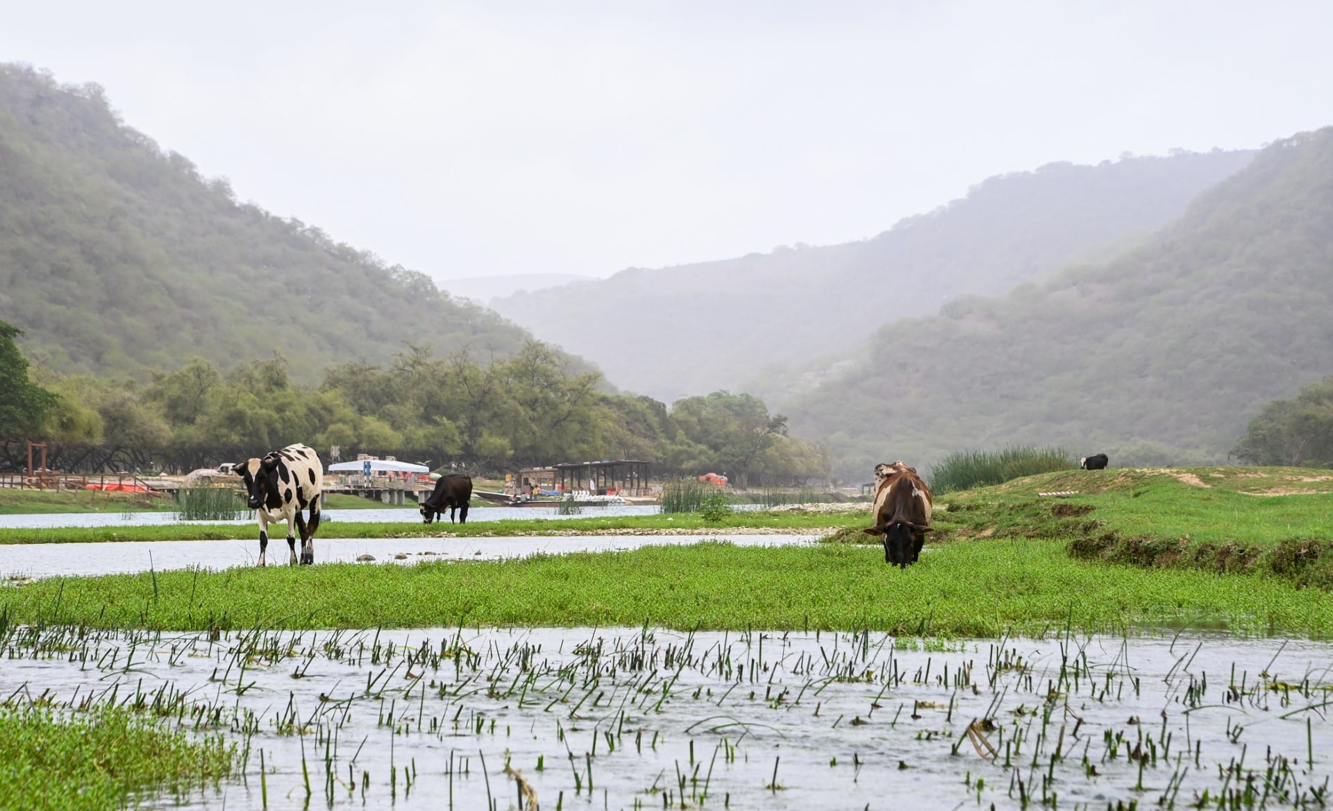 إذا كنت تبحث عن الأجواء الغائمة والممطرة، فخريف ظفار سيبدأ غدًا