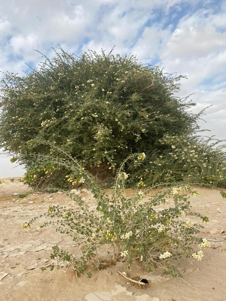 اكتشاف شجرة فريدة من نوعها في ظفار