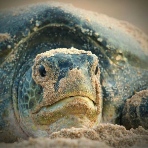 الكشف عن عدد زوار محمية السلاحف العُمانية