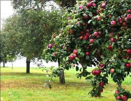 لماذا يجب أن يكون تفاح الورد جزءًا من نظامك الغذائي؟