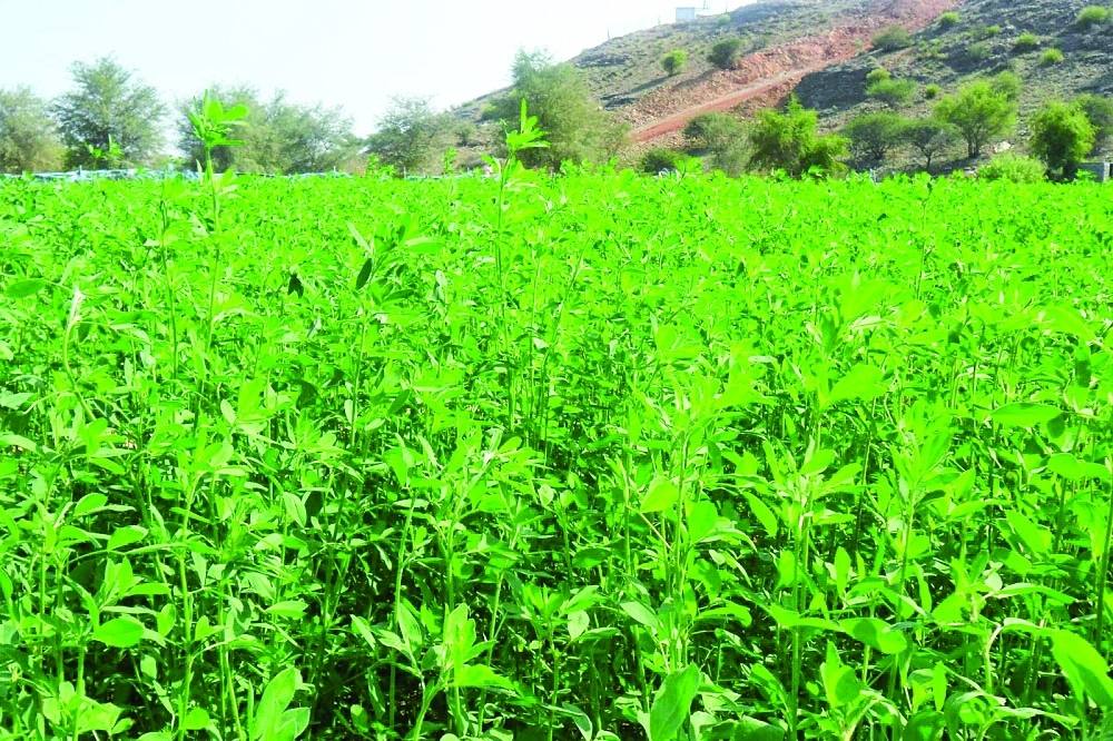 دراسة ألمانية تبحث استهلاك المياه للزراعة في سلطنة عمان