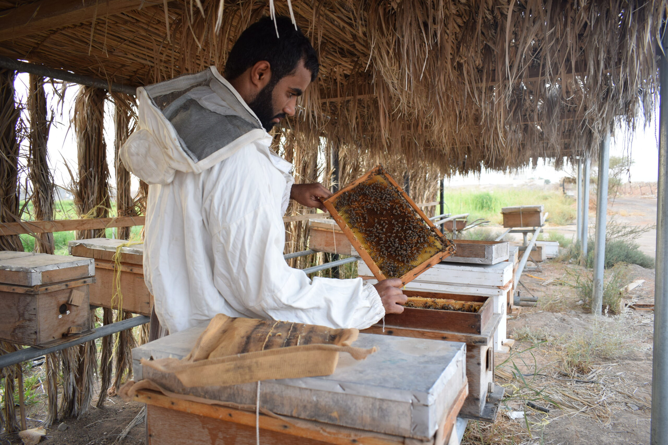 ماذا تعرف عن موسم عسل البرم؟