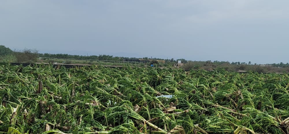 بالصور: “شاهين” يمحو مشروع مواطن حقق مردودًا جيدًا بزراعة أصناف عالمية من الموز