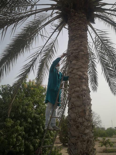 لأول مرة: إطلاق طفيل لمكافحة آفة تُصيب النخيل