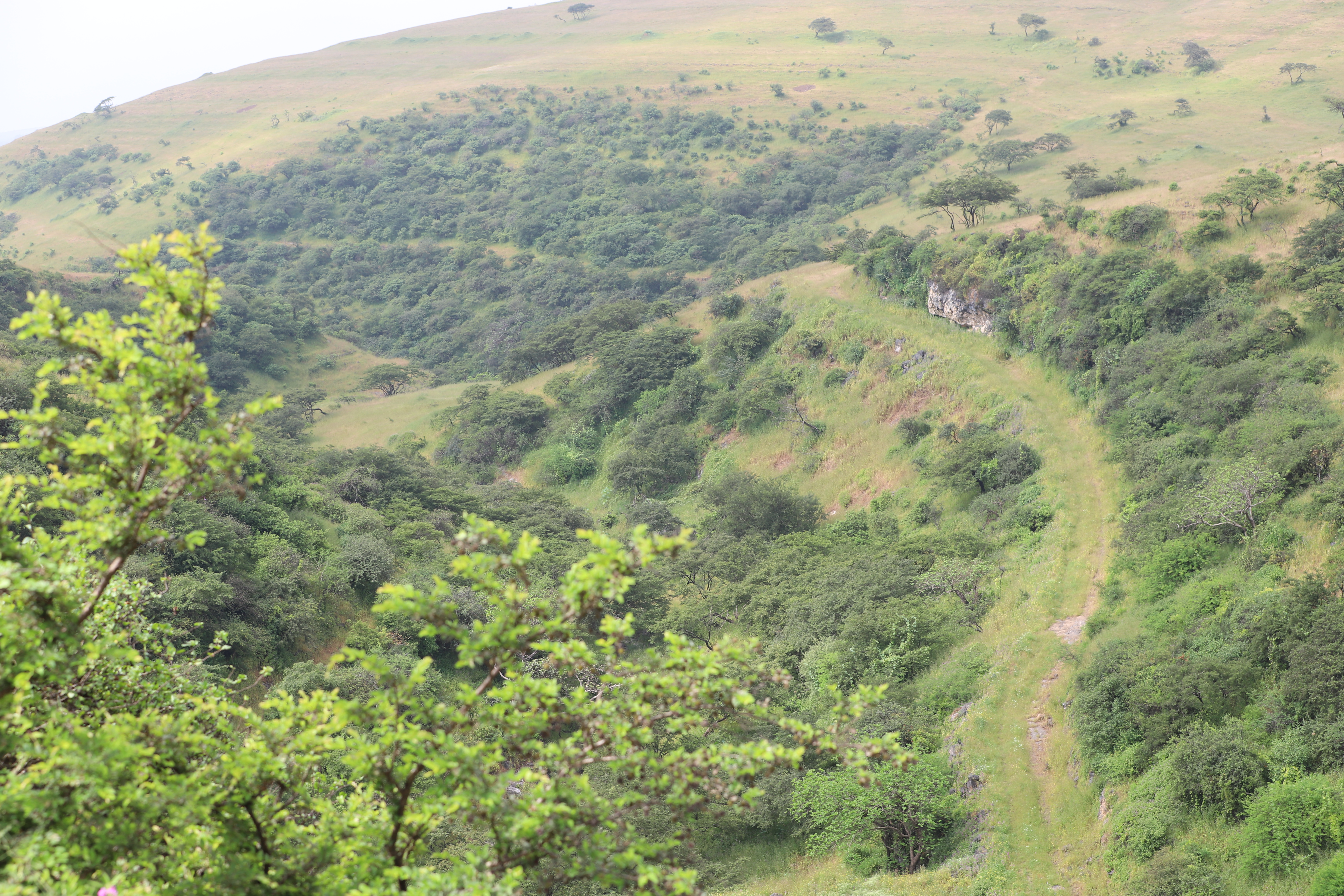 ماذا تعرف عن المنطقة التي لُقّبت بـ ”نجمة الصرب“ في ظفار؟