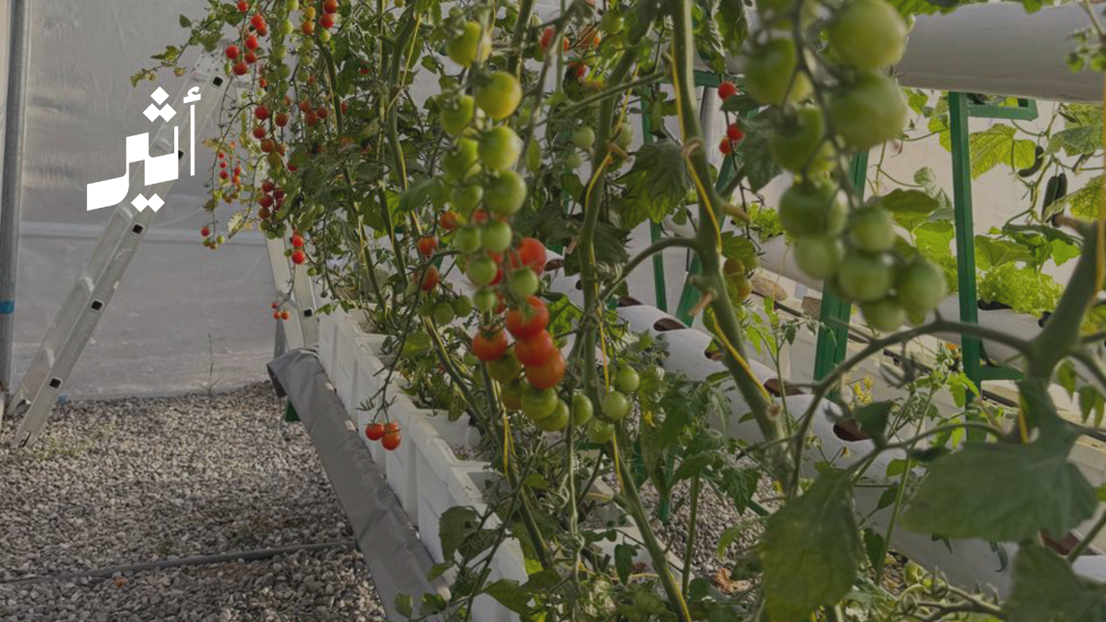 الزراعة المائية تدخل المنازل: تجربة رائدة في ولاية الرستاق