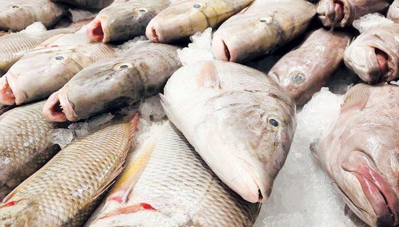 أسماك عمانية بأكثر من 275 مليون ريال