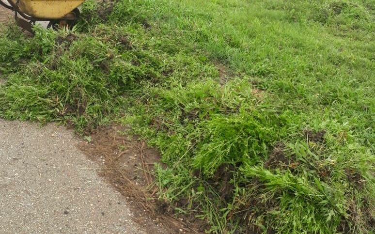 البيئة تثمن الحملات التطوعية لاجتثاث نبات البارثنيوم في ظفار