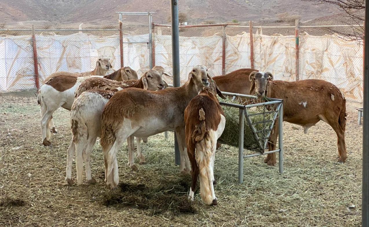 ملاك الثروة الحيوانية..بين طاحونتي غلاء الأسعار وانقطاع الأمطار