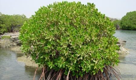 استزراع أكثر من 600 ألف شتلة من “القرم”