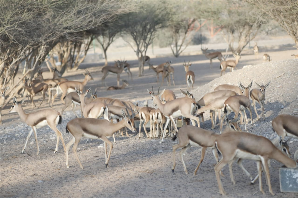 محميّة بها قبور أثرية تعود إلى 3000 سنة قبل الميلاد