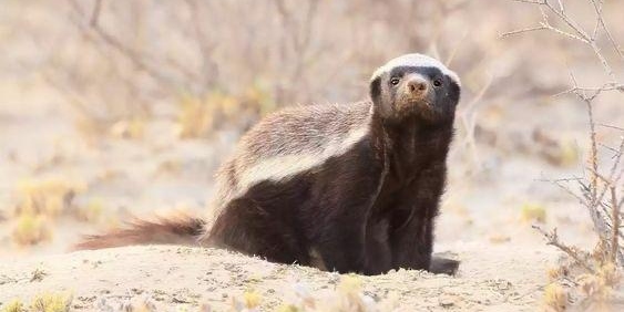 مواطن يعثر على حيوان “الظربان” في محوت: فماذا تعرف عنه؟