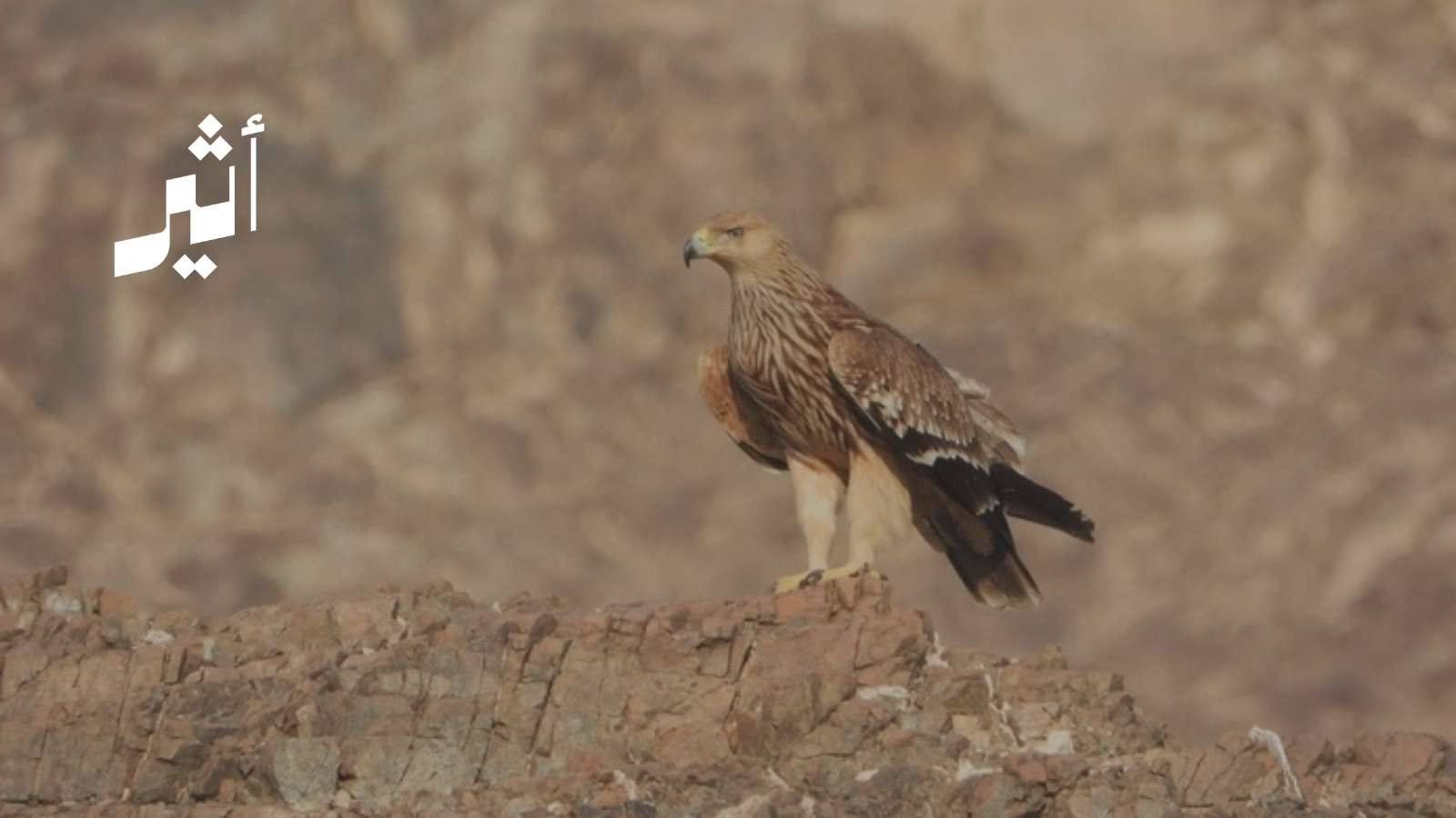 من الأنواع المهددة عالميًا: معلومات عن ملك العقبان الشرقي الذي رصد في البريمي