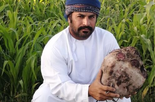 ثمرة شمندر وزنها 8 كجم في منح